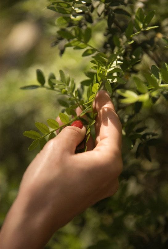 A hand gently touching the leaves of a green shrub, with blurred green background